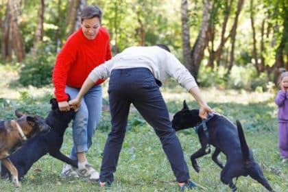 Zečevo: Šetnja psa eskalirala u nasilje i optužbe