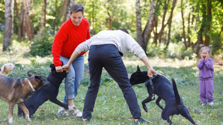 Zečevo: Šetnja psa eskalirala u nasilje i optužbe