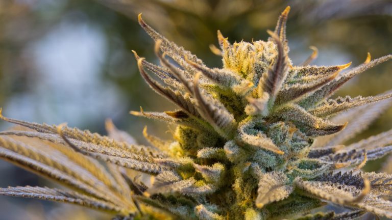 Split: Kod 26-godišnjaka pronađeno pola kilograma marihuane