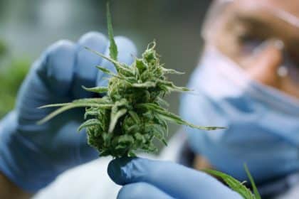 Na MCGP Karasovići zaplijenjeno 400 000 sjemenki cannabisa iz kojih se moglo uzgojiti preko 130 tona marihuane!
