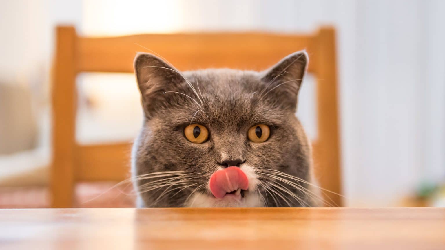 Kako naučiti mačku da ne ide na stol: 15 efikasnih načina