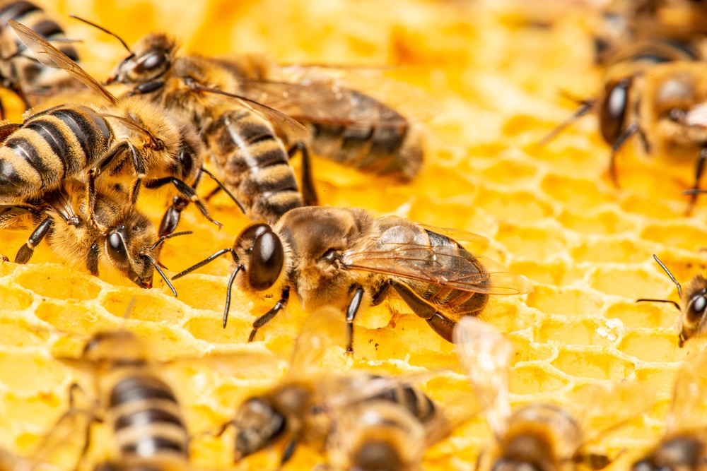 Pčelarstvo kao hobi