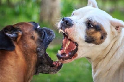 Policijska intervencija u Milni na Braču: Vlasnik psa uhićen, druga osoba optužena za prekršaj