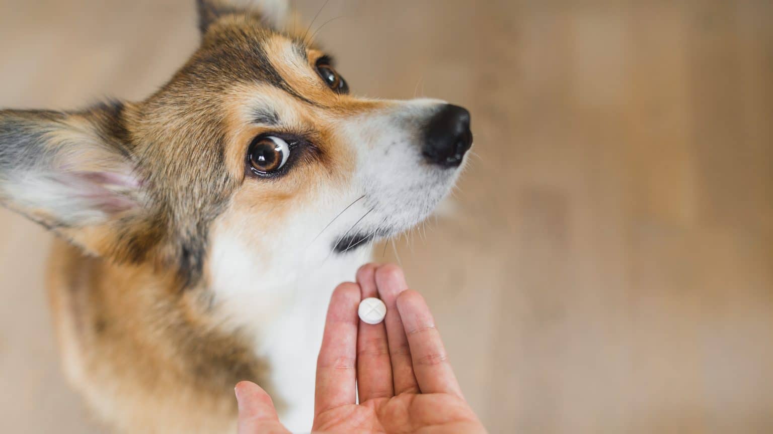 Kako psu dati tabletu? 15 najefikasnijih načina