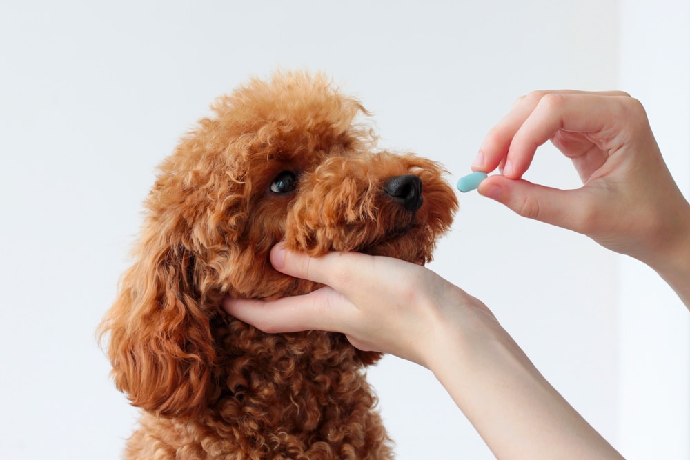 Kako psu dati tabletu?
