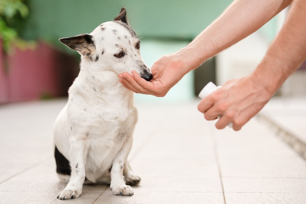 Psi i davanje tableta