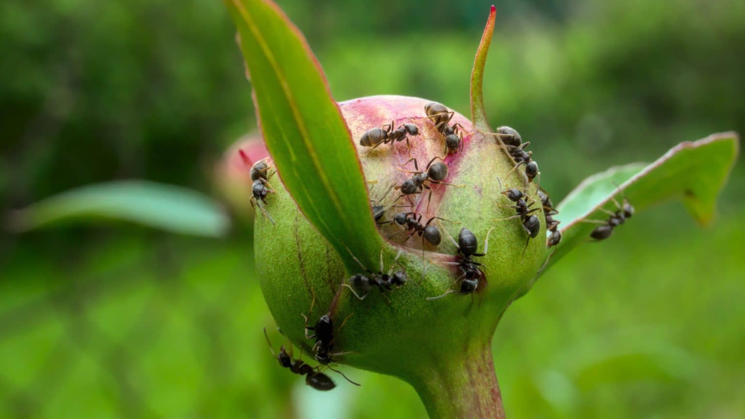 Kako se riješiti mrava u vrtu? 15 efikasnih načina