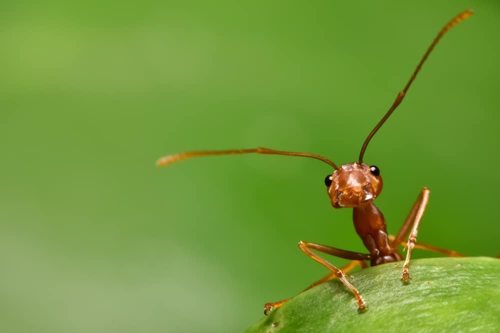 Kako se riješiti mrava?