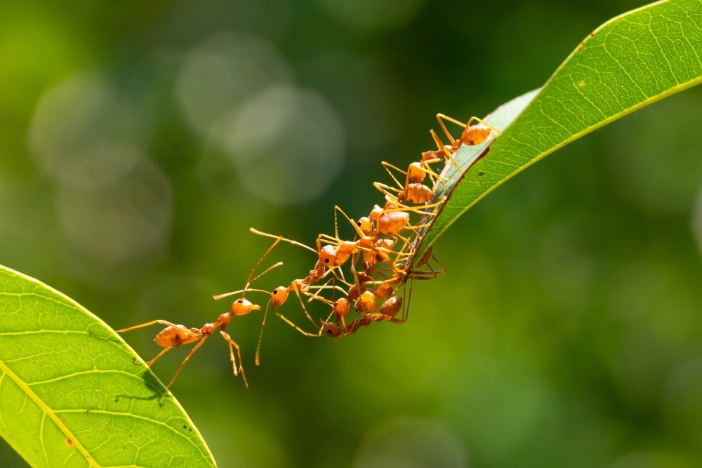 Mravi na listu