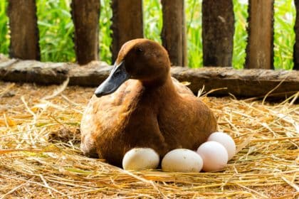 Pačja jaja: 18 zdravstvenih prednosti