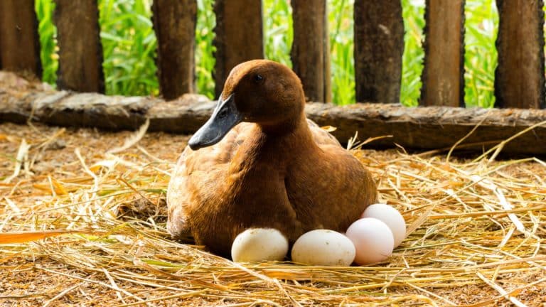 Pačja jaja: 18 zdravstvenih prednosti