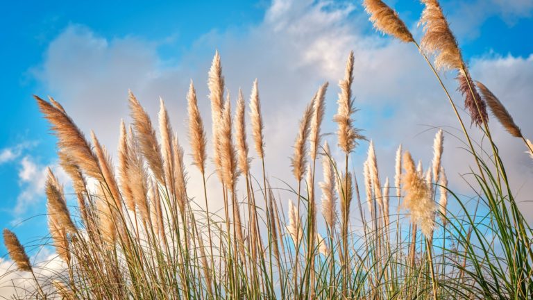 Pampas trava: 13 načina kako brinuti o ovoj ukrasnoj biljci