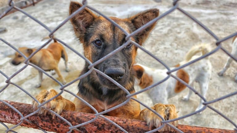 Zlostavljanje psa u Splitu: 57-godišnjak pod istragom