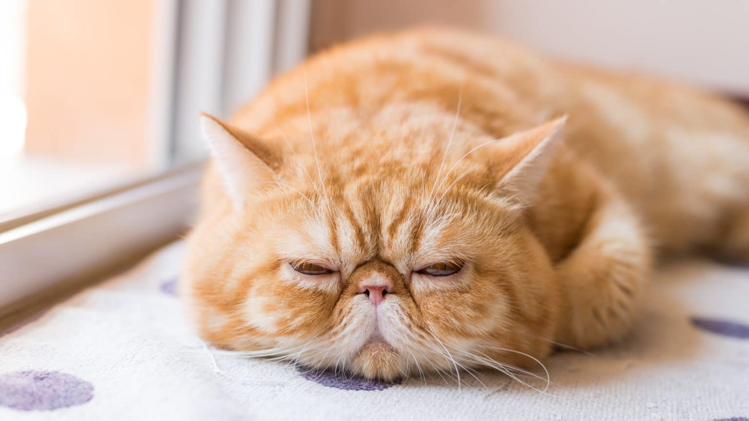 Perzijska mačka: 23 razloga zašto je savršen kućni ljubimac