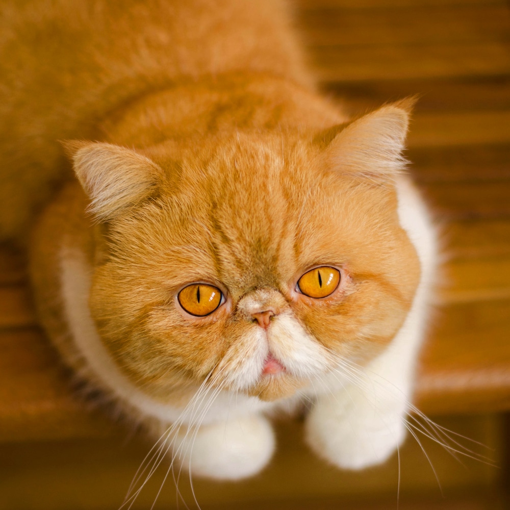 Kratkodlaka perzijska mačka
