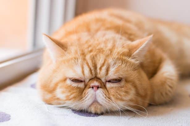 Perzijska mačka: 23 razloga zašto je savršen kućni ljubimac