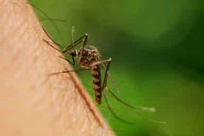 Kako se riješiti komaraca? 9 repelenta koje morate probati
