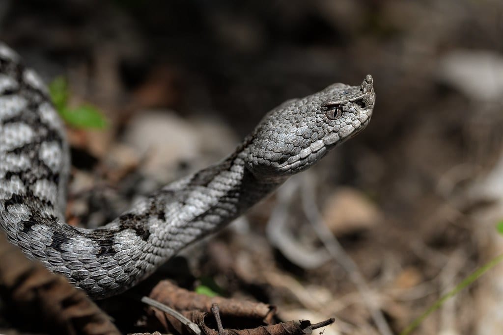 Poskok (Vipera ammodytes) – najotrovnije zmije u Dalmaciji, česte na kamenitim područjima.