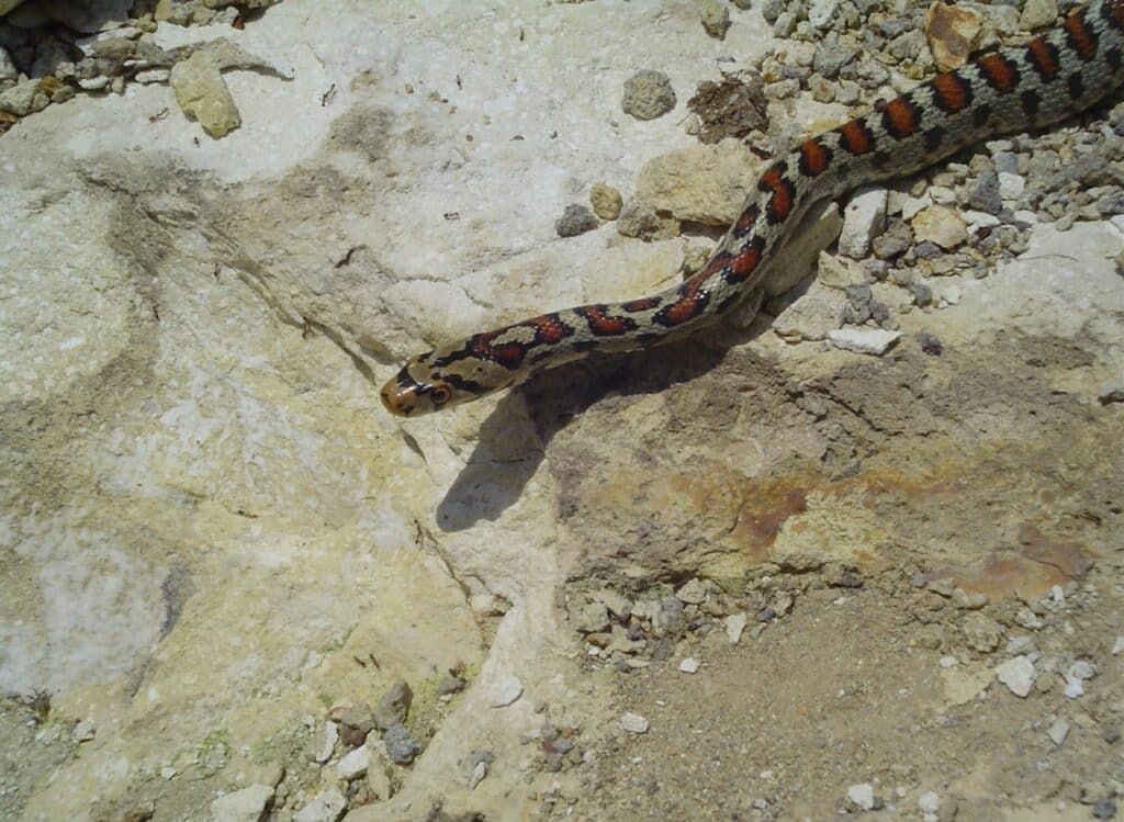 Crvenkrpica (Zamenis situla) – zmije u Dalmaciji s karakterističnim crvenkastim uzorcima na tijelu, neotrovne.