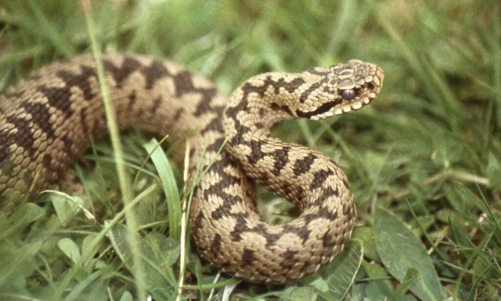 Riđovka (Vipera berus) – zmije u Dalmaciji, hemotoksične, često viđene u vlažnim područjima.