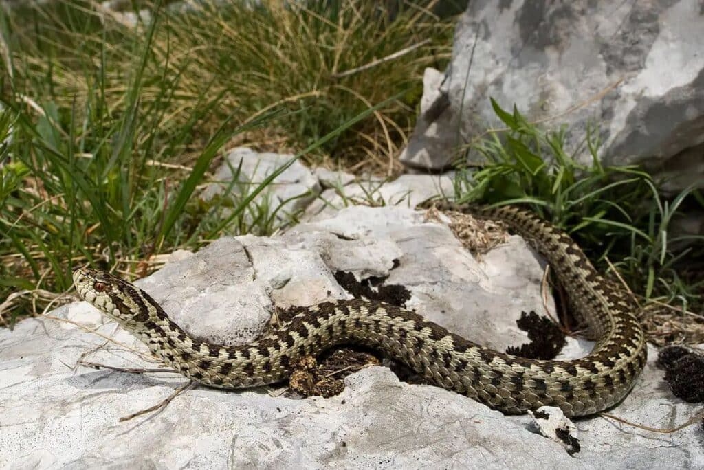 Planinski žutokrug (Vipera ursini) – rijetke zmije u Dalmaciji koje obitavaju u planinskim regijama.