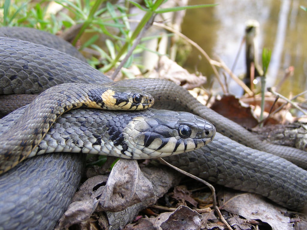 Bjelouška (Natrix natrix) – neotrovne zmije u Dalmaciji, česte u blizini vode.