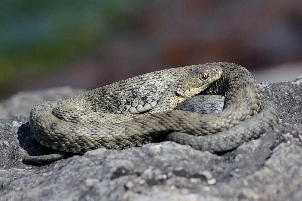 Ribarica (Natrix tessellata) – zmije u Dalmaciji koje preferiraju rijeke i jezera.