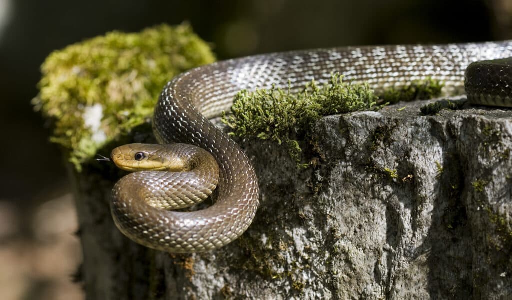 Bjelica (Zamenis longissimus) – zmije u Dalmaciji koje narastu do 2,5 metra, neotrovne.