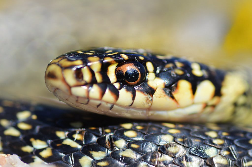 Crna poljarica (Hierophis viridiflavus) – zmije u Dalmaciji koje su brze i često viđene u otvorenim poljima.