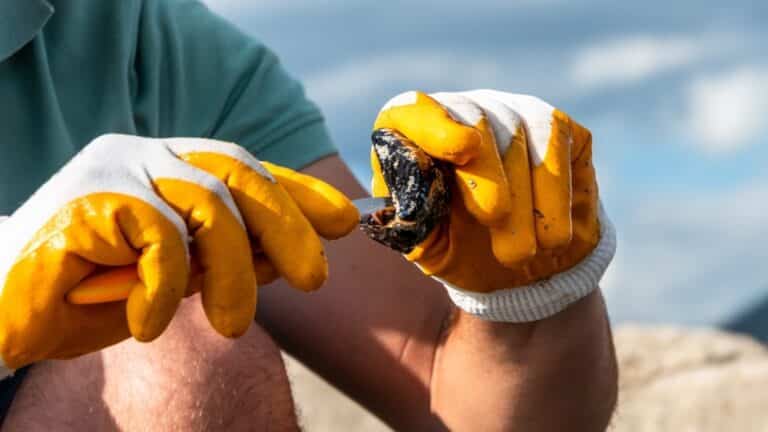 Kako očistiti dagnje? 9 savjeta za brzo i lako čišćenje
