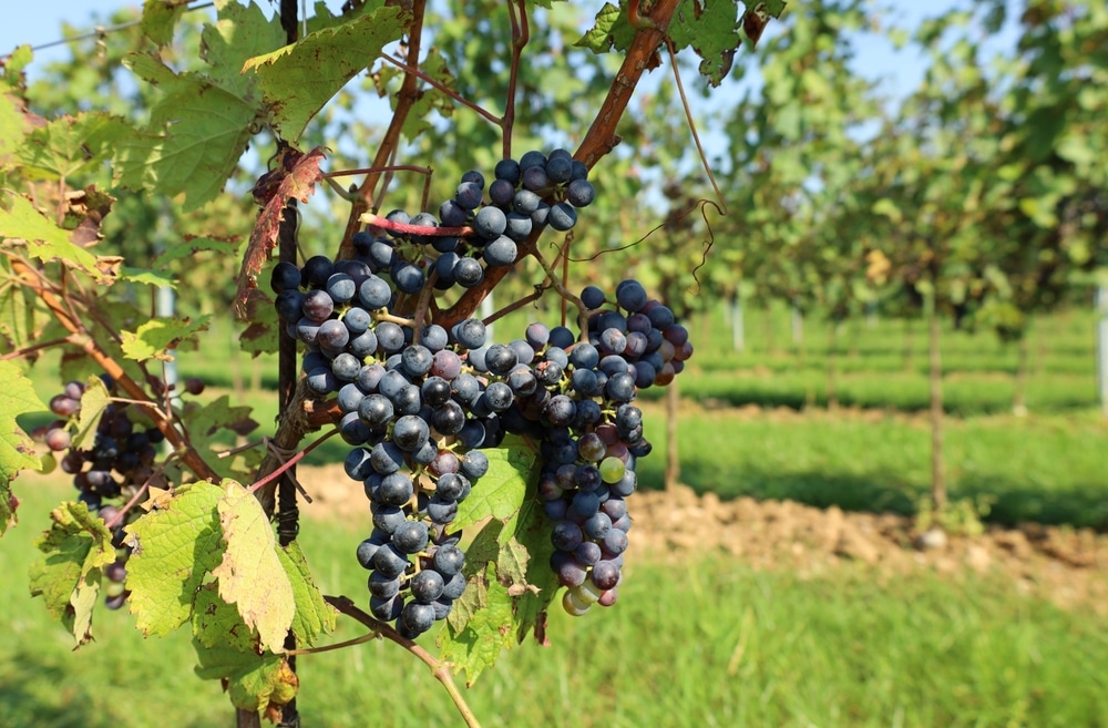 grožđe spremno za vino