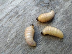 ล to znaฤi sanjati crve