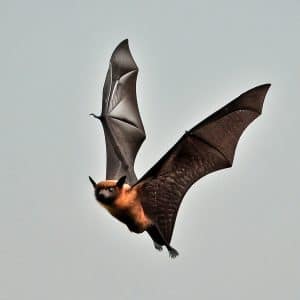 Što znači kad sanjamo šišmiše