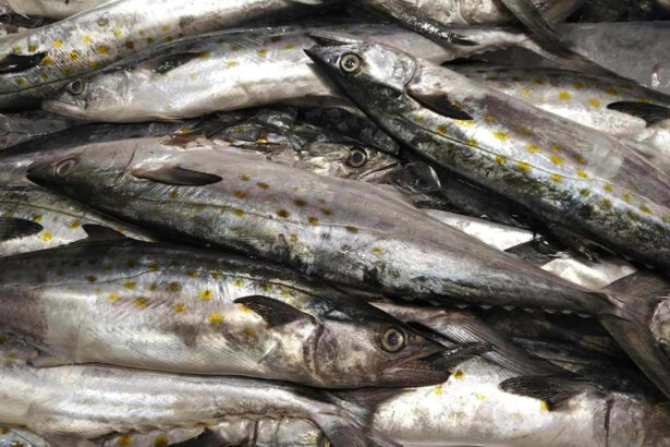Ribe Jadrana - srdela