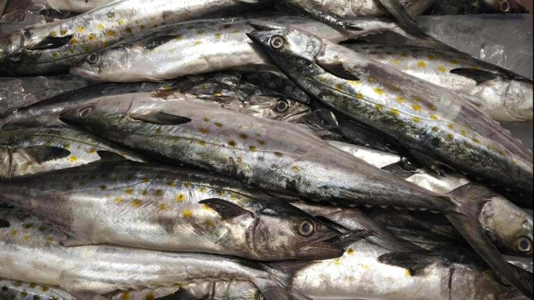 Ribe Jadrana - srdela